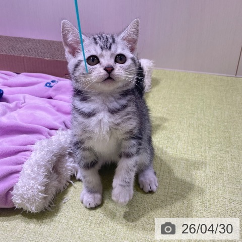 富山県のアメリカンショートヘアー (ペットプラス 高岡店/2026年2月7日生まれ/女の子/シルバーパッチドタビー)の子猫の3枚目の画像