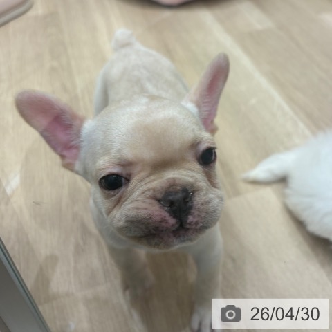 フレンチ・ブルドッグの写真