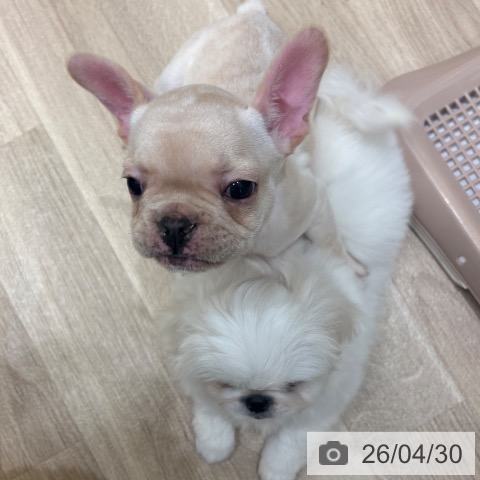 大阪府のフレンチブルドッグ (ペットプラス 鶴見店/2026年2月27日生まれ/女の子/クリーム)の子犬の4枚目の画像