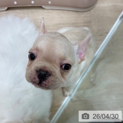 大阪府のフレンチブルドッグ (ペットプラス 鶴見店/2026年2月27日生まれ/女の子/クリーム)の子犬の3枚目の画像
