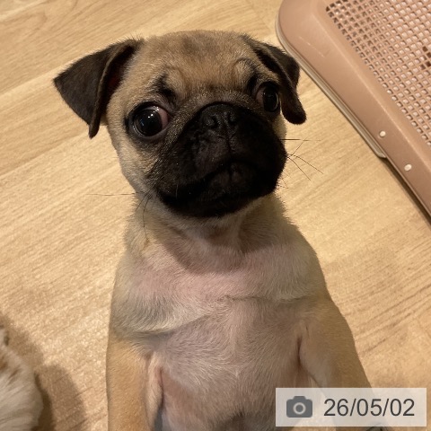 パグの写真