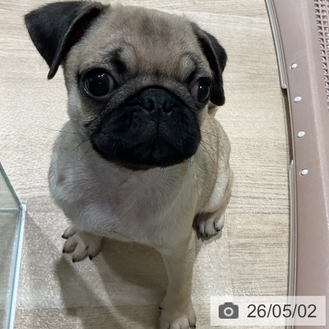 パグの写真