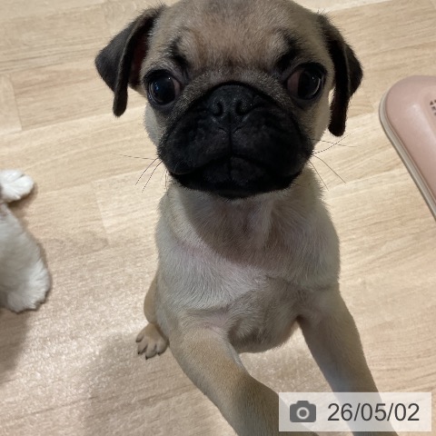 パグの写真