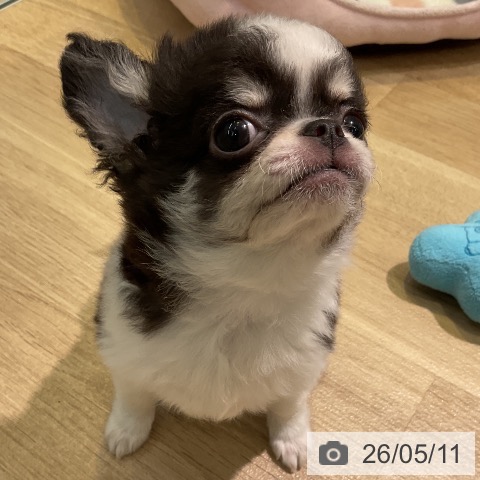 チワワの写真