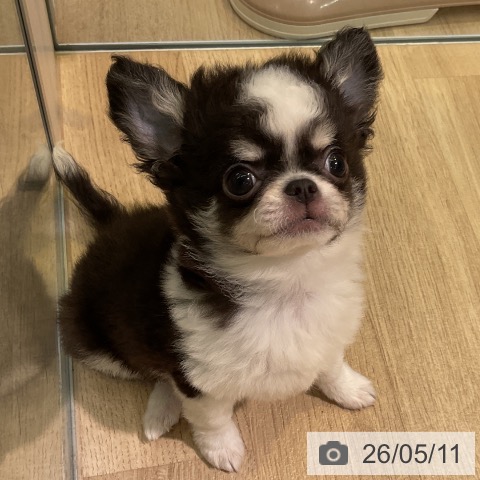 チワワの写真