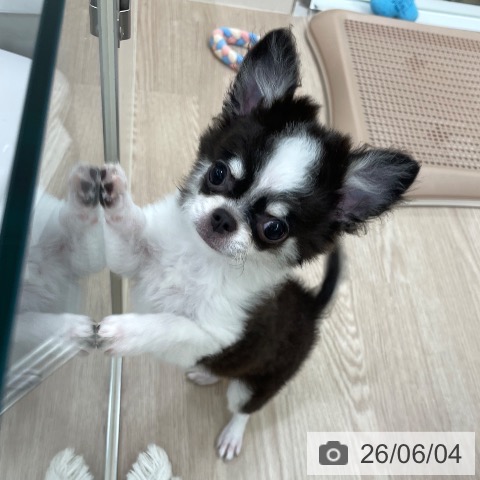 チワワの写真