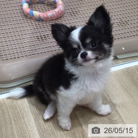 ペットプラス 鈴鹿店 | チワワの詳細情報 | 子犬・子猫専門ペット