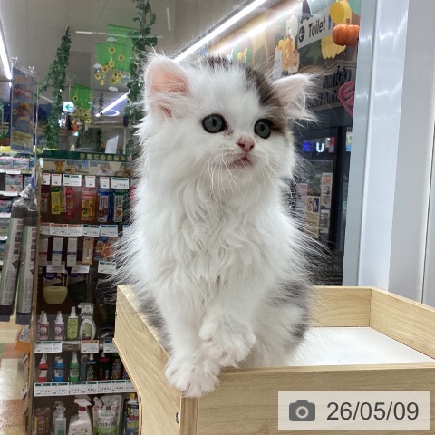愛知県のスコティッシュフォールド (ペットプラス 千音寺店/2026年2月21日生まれ/男の子/ブラウンタビーホワイト)の子猫の3枚目の画像