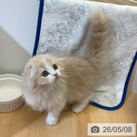 スコティッシュフォールドの写真