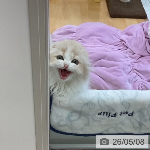 スコティッシュフォールドの写真