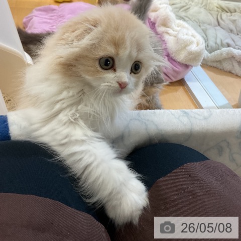 スコティッシュフォールドの写真
