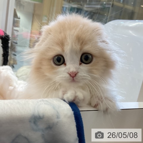 スコティッシュフォールドの写真