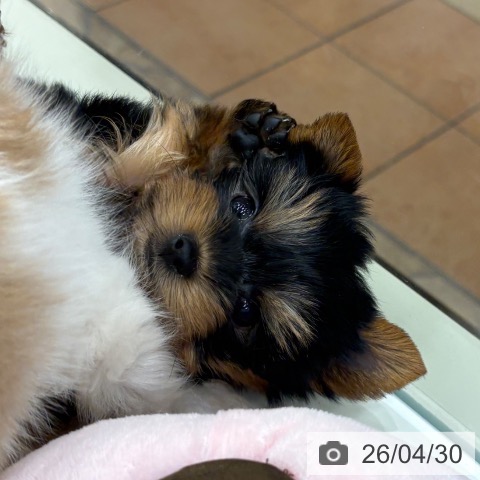 ヨークシャー・テリアの写真