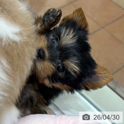 ヨークシャー・テリアの写真