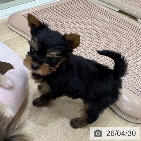 ヨークシャー・テリアの写真