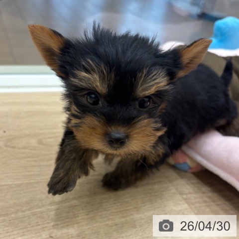 ヨークシャー・テリアの写真