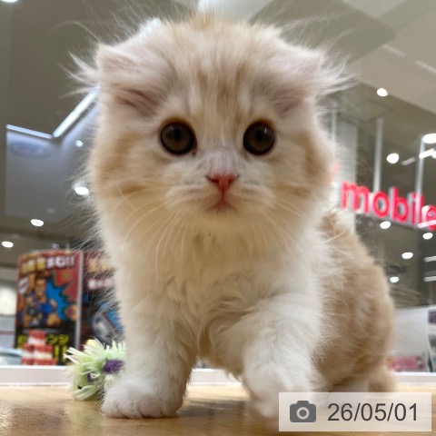 愛知県のスコティッシュフォールド (ペットプラス 豊田店/2026年2月14日生まれ/女の子/レッドタビーホワイト)の子猫の4枚目の画像