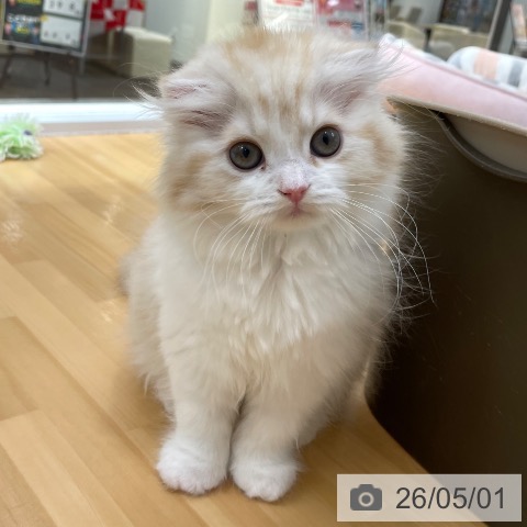 愛知県のスコティッシュフォールド (ペットプラス 豊田店/2026年2月14日生まれ/女の子/レッドタビーホワイト)の子猫の3枚目の画像