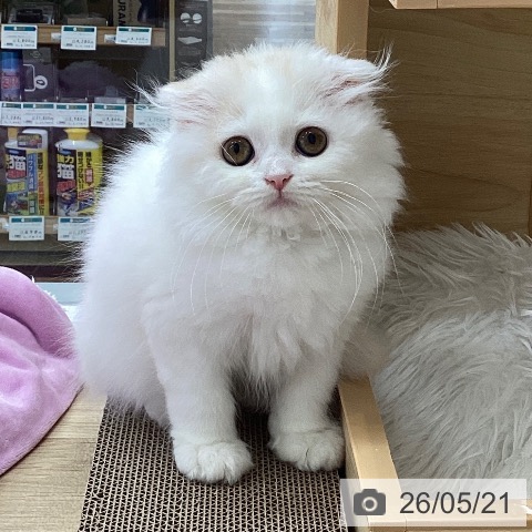 愛知県のスコティッシュフォールド (ペットプラス 千音寺店/2026年2月27日生まれ/女の子/クリームタビーホワイト)の子猫の4枚目の画像