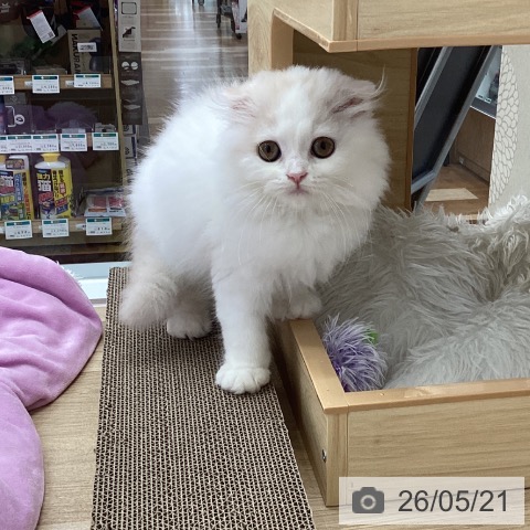 愛知県のスコティッシュフォールド (ペットプラス 千音寺店/2026年2月27日生まれ/女の子/クリームタビーホワイト)の子猫の3枚目の画像