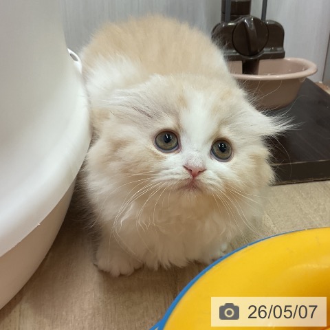 スコティッシュフォールドの写真