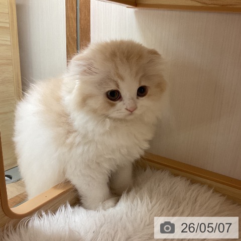 スコティッシュフォールドの写真