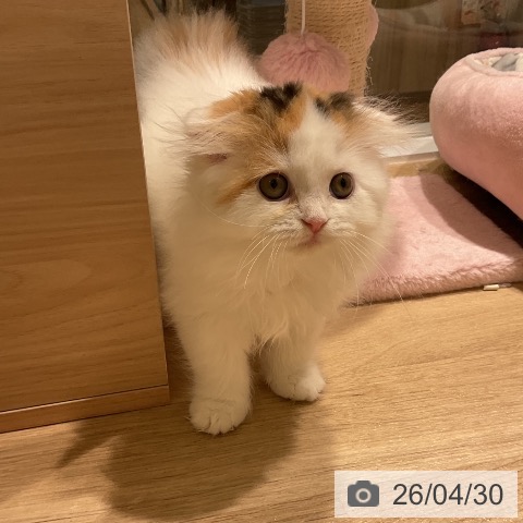 スコティッシュフォールドの写真