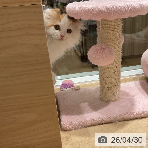 スコティッシュフォールドの写真