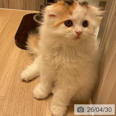 スコティッシュフォールドの写真