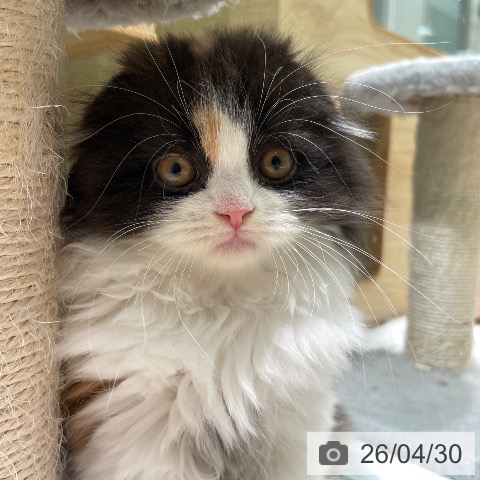 スコティッシュフォールドの写真