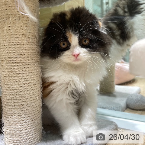 スコティッシュフォールドの写真