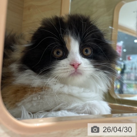 スコティッシュフォールドの写真