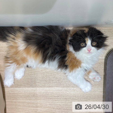 スコティッシュフォールドの写真