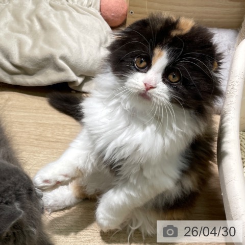 スコティッシュフォールドの写真