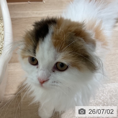 スコティッシュフォールドの写真