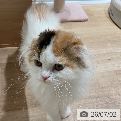 スコティッシュフォールドの写真