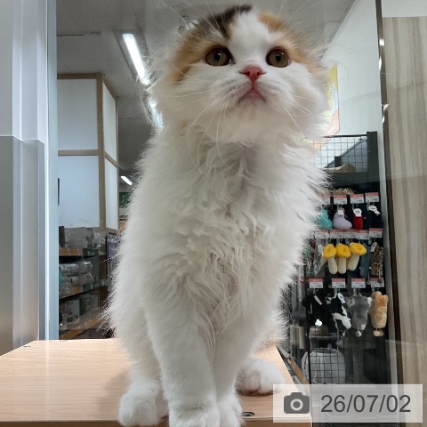 スコティッシュフォールドの写真
