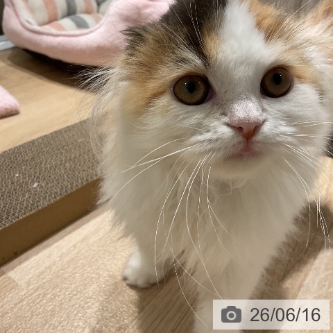 三重県のスコティッシュフォールド (ペットプラス 鈴鹿店/2026年2月27日生まれ/女の子/ブラウンパッチドタビーホワイト)の子猫の4枚目の画像