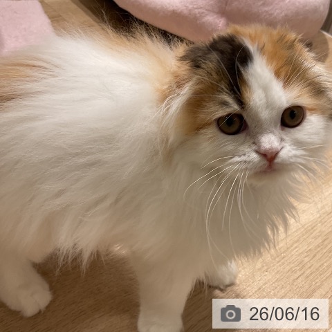 三重県のスコティッシュフォールド (ペットプラス 鈴鹿店/2026年2月27日生まれ/女の子/ブラウンパッチドタビーホワイト)の子猫の3枚目の画像