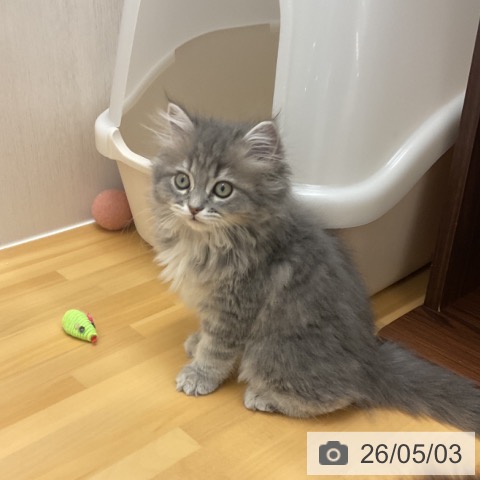 ラガマフィンの写真
