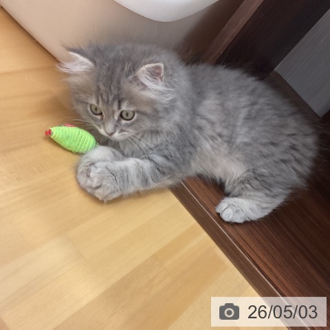ラガマフィンの写真