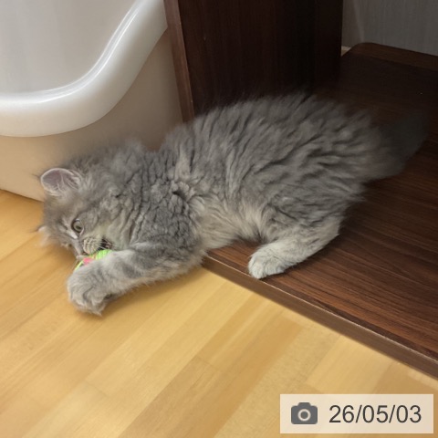 ラガマフィンの写真