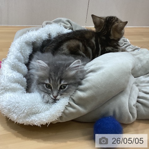 ラガマフィンの写真