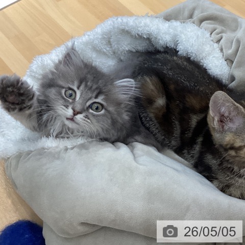 石川県のラガマフィン (ペットプラス 新小松店/2026年2月12日生まれ/女の子/ブルータビー)の子猫の4枚目の画像