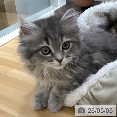 石川県のラガマフィン (ペットプラス 新小松店/2026年2月12日生まれ/女の子/ブルータビー)の子猫の3枚目の画像