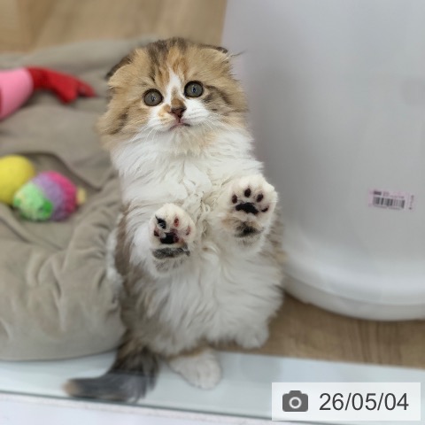 岐阜県のスコティッシュフォールド (ペットプラス 光ケ丘店/2026年2月24日生まれ/女の子/ブラウンパッチドタビーホワイト)の子猫の3枚目の画像