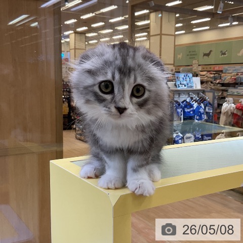 愛知県のスコティッシュフォールド (ペットプラス mozoワンダーシティ店/2026年2月18日生まれ/男の子/シルバータビーホワイト)の子猫の3枚目の画像