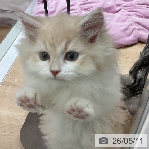 愛知県のサイベリアン (ペットプラス 熱田店/2026年2月25日生まれ/男の子/クリームタビー)の子猫の4枚目の画像