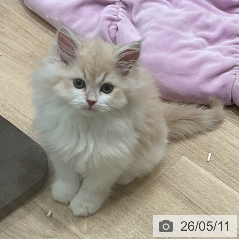 愛知県のサイベリアン (ペットプラス 熱田店/2026年2月25日生まれ/男の子/クリームタビー)の子猫の3枚目の画像