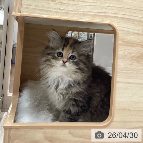 サイベリアンの写真